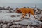 Red hunting vizsla dog in yellow jumpsuit on beach