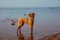 Red hunting vizsla dog in yellow jumpsuit on beach