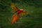 Red hybrid parrot in forest. Macaw parrot flying in dark green vegetation. Rare form Ara macao x Ara ambigua, in tropical forest,
