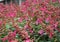 Red Hybrid Sage Salvia `Wendy`s Wish` flowers