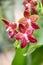 Red Hybrid vanda orchid flower