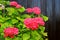 Red hydrangea grows in brown wooden wall.