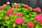 Red hydrangea grows. Scarlet hydrangea flowers with green leaves in spring, summer. Garden medicinal plant for pharmacology,