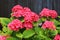 Red hydrangea grows. Scarlet hydrangea flowers with green leaves in spring, summer. Garden medicinal plant for pharmacology,