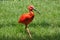 Red Ibis in Grass