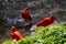 Red ibis in Wilhelma zoo natural park in the city of Stuttgart, Germany