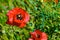 Red Icelandic paper poppy flower.