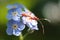 Red Ichneumon Wasp on Blue Flowers