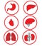 Red icons internal organs on white. Raster