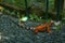 Red Iguana on black lava pebbles. Large adult lizard. Beautiful Red Iguana on stones, animal closeup. A subspecies of the Red