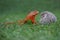 A red iguana and hedgehog