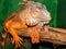Red iguana - morph green iguana Lat. Iguana iguana in terrarium