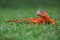 A red iguana is sunbathing on the grass.
