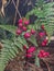 Red ilex verticillata and fresh green fern background.