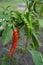 Red and immature green chilies pepper in the field