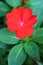 Red impatiens balsamina L. flower