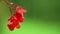 Red impatiens flower on green background in rain, isolated
