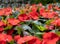 Red Impatiens hawkeri, the New Guinea impatiens