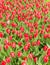 Red Impression Tulips