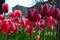 Red Impression Tulips at Tulip Time Festival in Holland Michigan