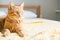 Red impudent fat cat on a knitted yellow plaid on a white bed