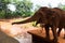 Red Indian elephant stretches from the corral trunk to visitors