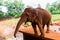 Red Indian elephant stretches from the corral trunk to visitors