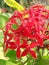 Red indian Jamin flower/ Ixora flower  -  Image