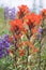 Red Indian Paintbrush Wildflowers Closeup