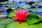 Red Indian Water Lily (Nymphaea rubra)