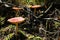 Red inedible toadstool mushrooms growing in the forest on a sunny autumn day