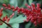 Red inflorescence of a Bromeliaceae plant species