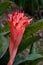 The red inflorescence of the bromeliad Billbergia pyramidalis