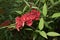 Red inflorescence of Erythrina crista-galli