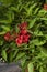Red inflorescence of Erythrina crista-galli