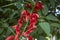 Red inflorescence of Erythrina crista-galli