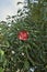 Red inflorescence of Erythrina crista-galli