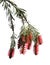 Red inflorescences of of Melaleuca citrina, the common red bottlebrush