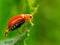 Red insect above green leaves with blured background