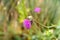 Red insect collects pollen on purple mountain flower