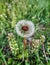 Red insect in the middle of dandelion - green grass background close upstock photo