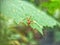 a red insect perched on a green leaf with sharp fangs