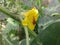 Red insect with sweet pumpkin flowers