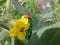 Red insect with sweet pumpkin flowers