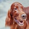 Red irish setter close up portrait, blurred background