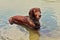 Red Irish setter cools down after a long walk.