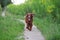 Red Irish setter cools down after a long walk.