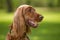 A Red Irish Setter dog