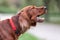 Red irish setter dog is barking at nature. Close up potrait