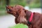 Red irish setter dog is roaring for protection at nature. Close up potrait